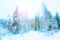 Fantastic winter landscape with blue sky and snowy trees. with sunris. Russian winter landscape.