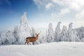 Fantastic winter landscape with snowy trees and wild deer