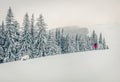 Fantastic winter panorama of mountain forest with snow covered fir trees. Bright outdoor scene, Happy New Year celebration concept Royalty Free Stock Photo