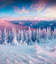 Fantastic winter sunrise in Carpathian mountains with snow cower