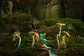 Fantastic world of magic mushrooms