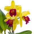 Fantastic yellow orchid with purple-red lip of genus Cattleya variety Blc. Alma Kee on white background. Home flowers Royalty Free Stock Photo