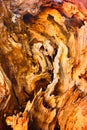 Fantastical wooden texture