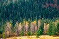 Multicolored forest in beautiful warm autumn Royalty Free Stock Photo