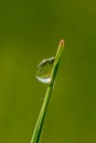 Fantastically beautiful Dewdrop on the green grass close-up. Macro Royalty Free Stock Photo