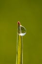 Fantastically beautiful Dewdrop on the green grass close-up. Macro Royalty Free Stock Photo