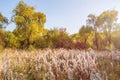 Fantastically beautiful sunny autumn landscape with trees, bushes and grass with flowers