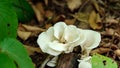 Mushroom pure white Flower Royalty Free Stock Photo