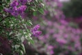 Antasy bLilac trees in blossom