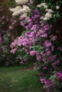 Antasy bLilac trees in blossom