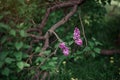 Antasy bLilac trees in blossom