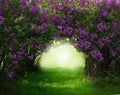 Fantasy background . Magic forest with road. Spring landscape.Lilac trees in blossom Royalty Free Stock Photo