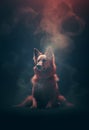 Fantasy brown dog - dog deity - dog god - dark background