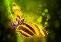 Fantasy butterfly Royalty Free Stock Photo