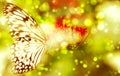 Fantasy butterfly on flower Royalty Free Stock Photo