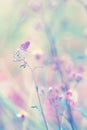 Fantasy butterfly on flower, nature vintage pastels background Royalty Free Stock Photo