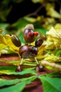 Fantasy chestnut figure