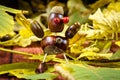 Fantasy chestnut figure