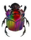 Fantasy Colors On Oxysternon Conspicillatum Dung Beetle
