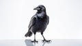 Fantasy Crow: A Playful Still-life In Bold Chromaticity