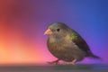 Fantasy cute rainbow bird suitable for children book. Neural network AI generated