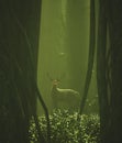 Fantasy deer in mystery forest