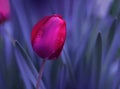 Abstract macro photo.Beautiful Artistic Red Tulip.Fantasy design.Modern Art.Colorful tulip.Flowers Background. Royalty Free Stock Photo