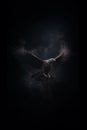 Fantasy eagle - eagle deity - eagle god - dark background