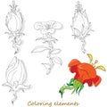 Fantasy flower elements illustration set on white isolated. Vector image. Coloring page