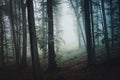 Fantasy forest with fog and surreal light