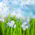 Fantasy Gentle Floral Background / Blue Flowers Defocused Royalty Free Stock Photo