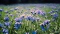 Fantasy gentle floral background with blue flowers in defocused setting Royalty Free Stock Photo