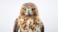 Fantasy Hawk: Captivating Wildlife Photography In 8k Resolution