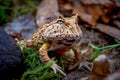 The Fantasy horned frog