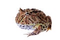 The Fantasy horned frog isolated on white Royalty Free Stock Photo