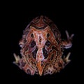 The Fantasy horned froglet isolated on black