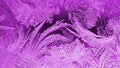 Fantasy ice crystals. Fiery violet winter wallpaper. Drawing of frost on window glass. Patterns of leaves and stems of magical