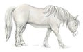 Fantasy illustration of cute domestic Breton horse on white background. Hand-drawn sketch.