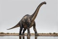 Fantasy image of prehistoric creature, Brachiosaurus Royalty Free Stock Photo