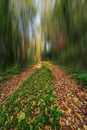 Fantasy magical autumn leaves forest