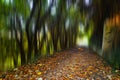 Fantasy magical autumn leaves forest