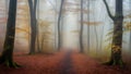 Fantasy magical autumn forest. Tree in a foggy Royalty Free Stock Photo