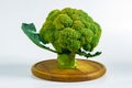 Fantasy mini landscape - tree made with broccoli on a white background, simulating a miniature forest. Concept nature Royalty Free Stock Photo