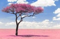 Pink acacia tree in savanna with infrared effect