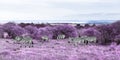 Zebras grazing in purple african savannah