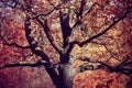 Fantasy old oak with orange foliage