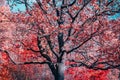 Fantasy old oak with red foliage
