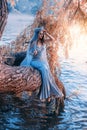 Fantasy photography. beautiful woman queen sitting on sitting on a tree branch above the river. Vintage gray dress Royalty Free Stock Photo