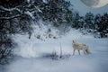 Fantasy picture with big moon and wolf. Winter forest with snow. Royalty Free Stock Photo
