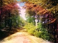 Fantasy Picture With Coloured Trees Woods Leafs Nature Road Forests Royalty Free Stock Photo